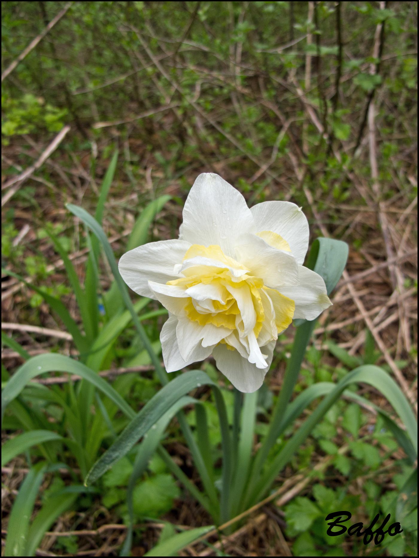 Da determinare - Narcissus sp.